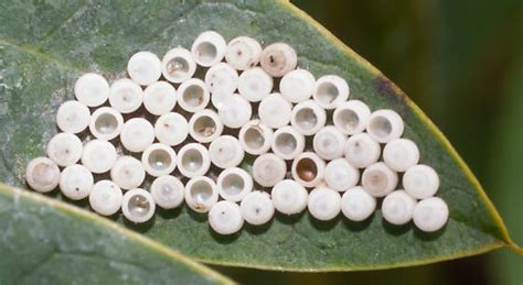 white eggs on leaves